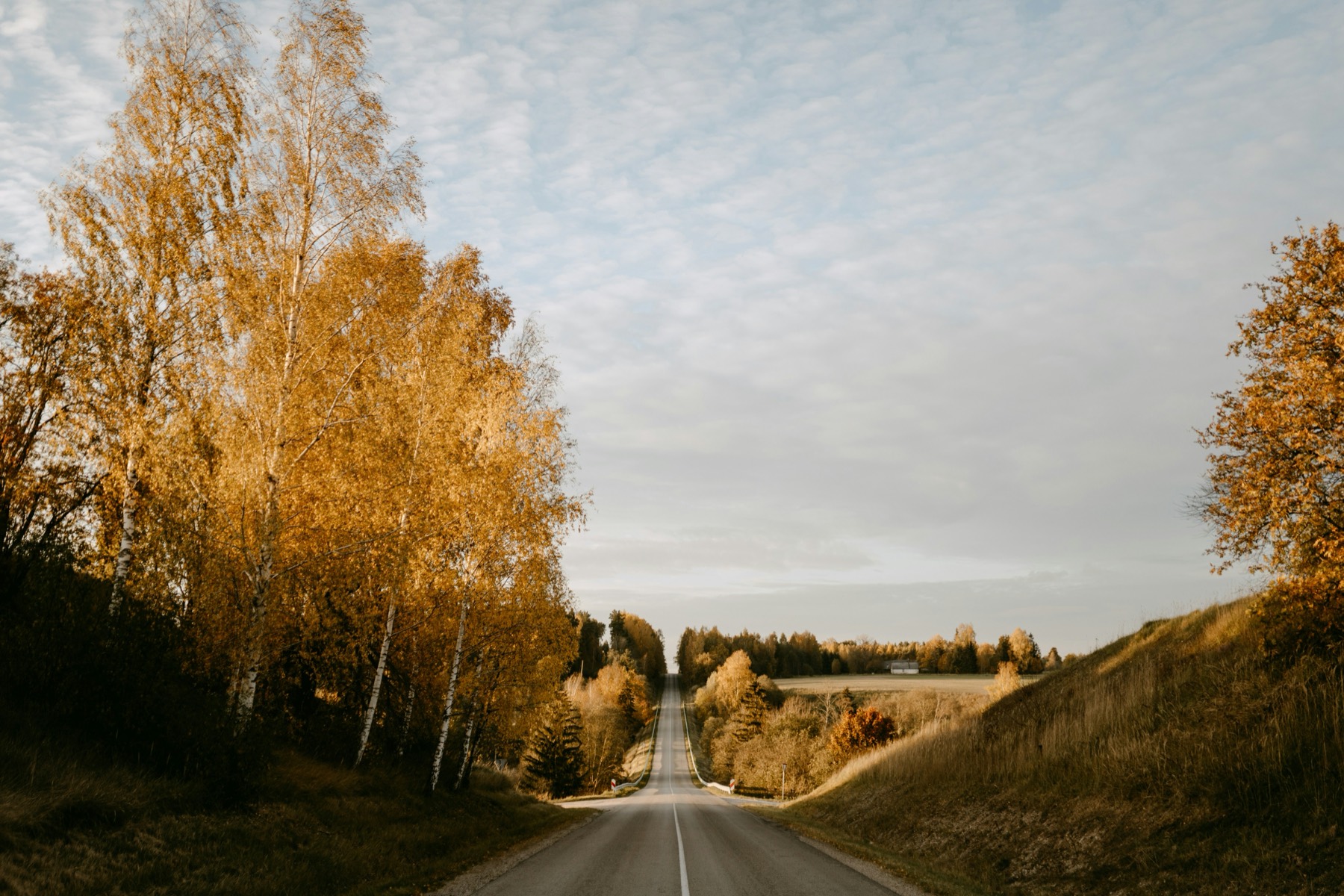 Empty country road between golden autumn birches