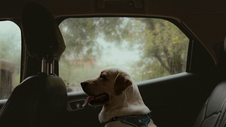 Labrador in a harness on the back seat of a car, looking out of the window