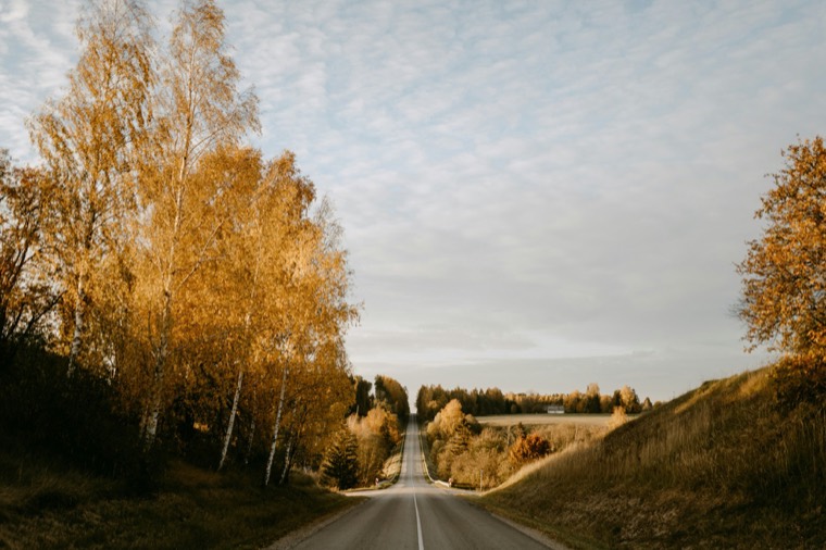 Empty country road between golden autumn birches